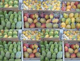 زراعة المانجو في جازان: تقنيات حديثة