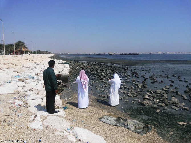 نفوق الأسماك في القطيف: الأسباب والصور