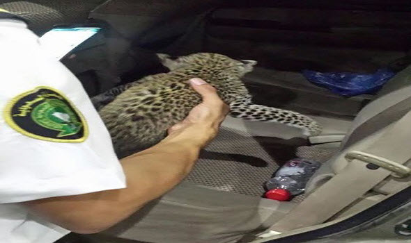 تهريب نمر شيتا: جمرك البطحاء يحبط محاولة