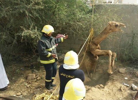 ناقة سقطت في بركة: الدفاع المدني ينقذها