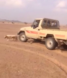 تعذيب كلب: فيديو صادم يثير غضبًا