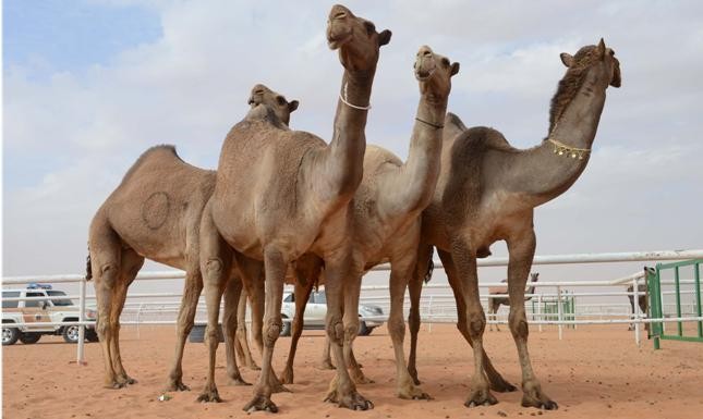 إلغاء مزاين الإبل: تفاصيل القرار