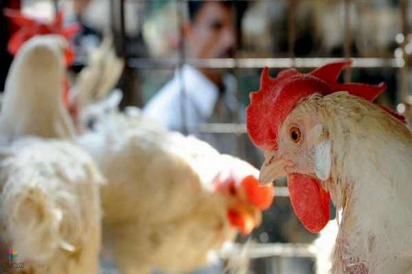 حظر استيراد الطيور: قرار وزارة البيئة