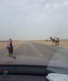 ضبط صاحب الإبل في حفر الباطن (فيديو)