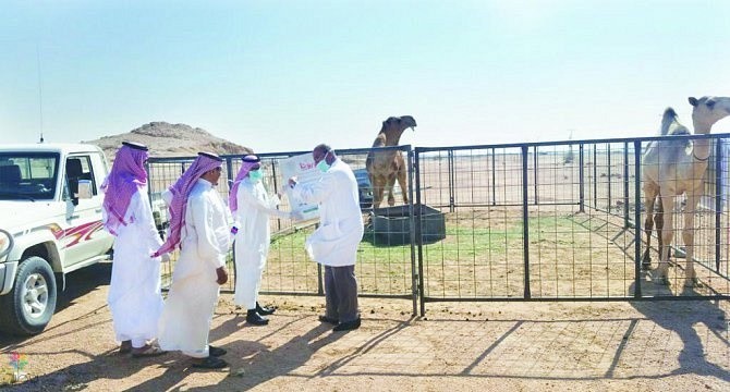 إصابة كورونا من الإبل: حالتان جديدتان