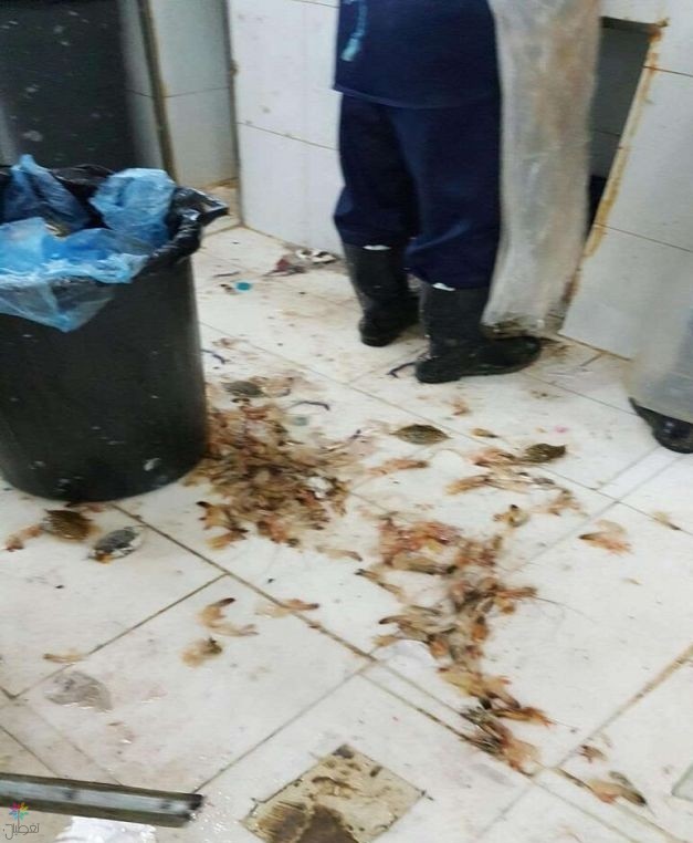 إغلاق مطاعم مكة: إنذار بسبب الحشرات!