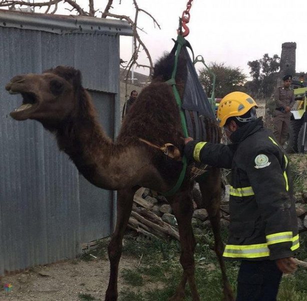 إخراج ناقة من بئر: بلجرشي تنقذ ناقة