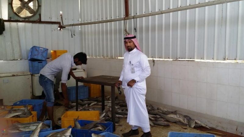 تلف الأسماك والدواجن: القطيف تتلف 180 كجم