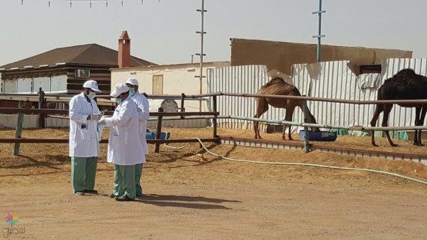 بالصور.. أمانة الرياض تغلق سوق الإبل بالجنادرية