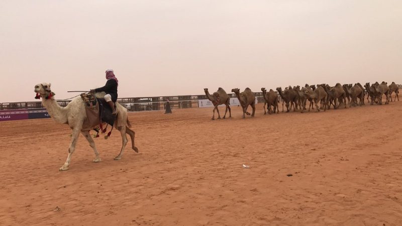 مهرجان الملك عبدالعزيز للإبل: انطلاق النسخة الجديدة