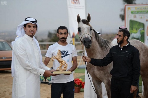 اختتام بطولة مهرجان أبها لجمال الخيل