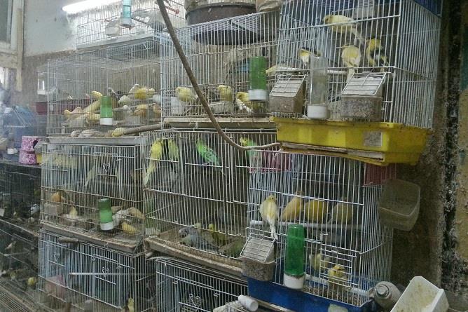 وزارة البيئة : إصابات جديدة بانفلونز الطيور H5N8 في الرياض والشرقية والقصيم