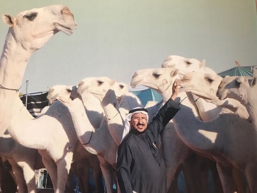 الروسان.. أبرز ملاك الأبل الوضح النادرة في المملكة والخليج