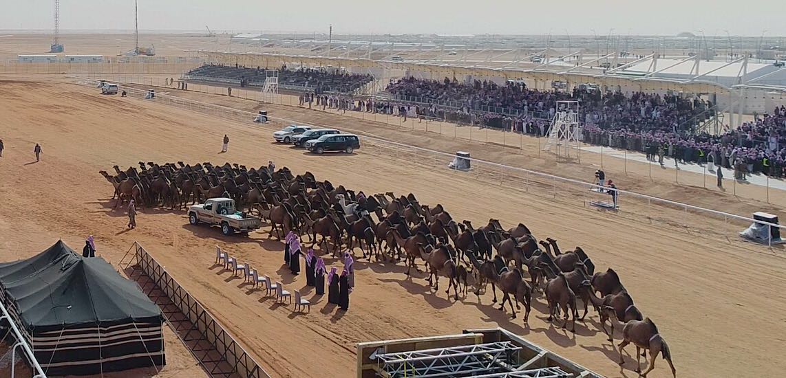 لجنة تحكيم جائزة الملك عبد العزيز لمزايين الإبل تعلن أسماء الفائزين في فئة الجْمل 100 صْفر