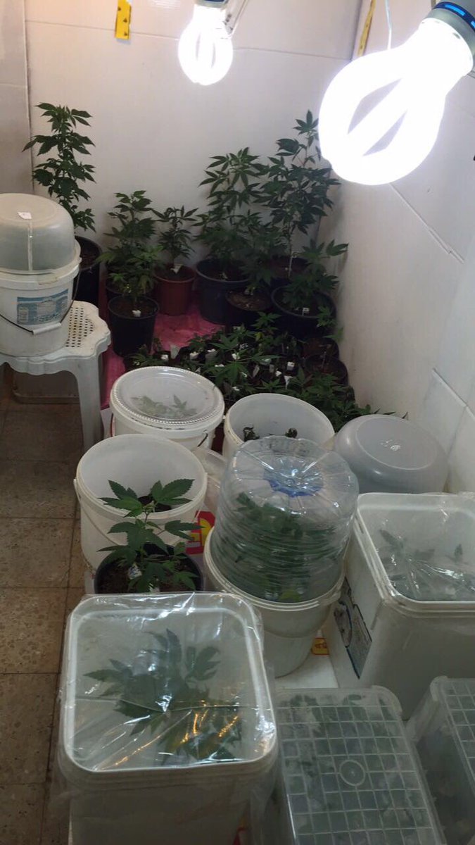 ضبط مروّج يزرع الحشيش واحتجز ابنته وزوجته وضربهن وهددهن بالقتل