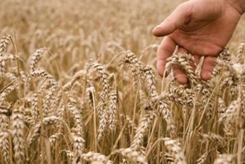 المؤسسة العامة للحبوب تطرح مناقصة لاستيراد 1.5مليون طن شعير علفي