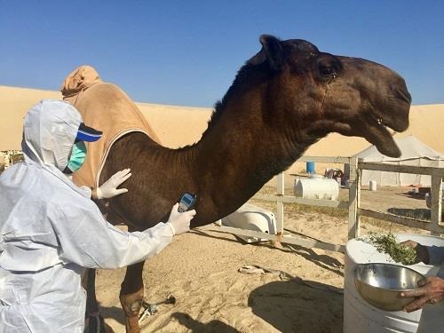 البيئة: إيقاف خدمات مربي الإبل إذا لم يتم ترقيمها خلال عام