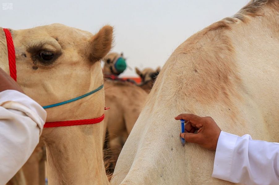 شرائح أمنية إلكترونية للهجن المشاركة بمهرجان ولي العهد
