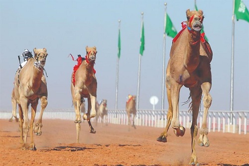 اللجنة المنظمة لمهرجان ولي العهد للهجن تجهز مضماراً بطول 10 كيلو مترات