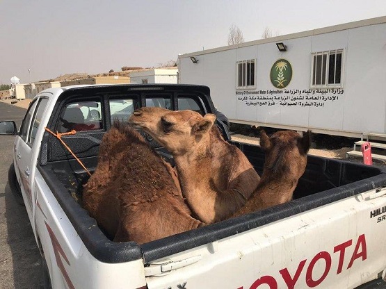 "البيئة" تمنع دخول 5 سيارات محملة بالإبل للمشاعر