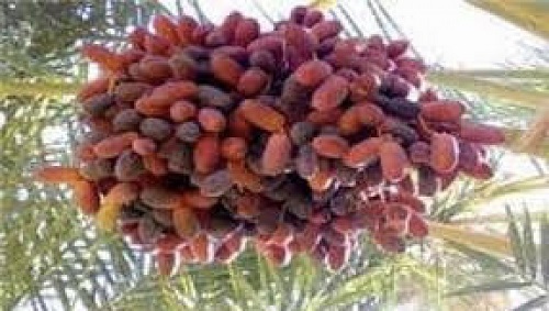 "حلوة الجوف" تصل السوق وتتصدر الأكثر طلباً