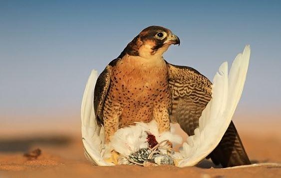 للمرة الأولى.. إقامة "معرض الصقور والصيد" بالمملكة