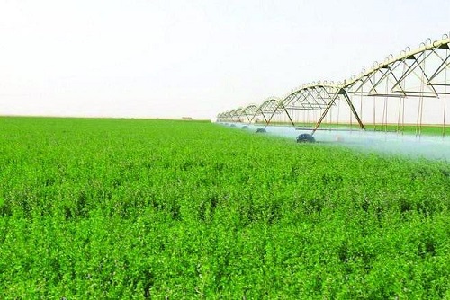 تعرف على آلية ضبط المخالفات والعقوبات المقررة بعد تطبيق قرار إيقاف زراعة الأعلاف
