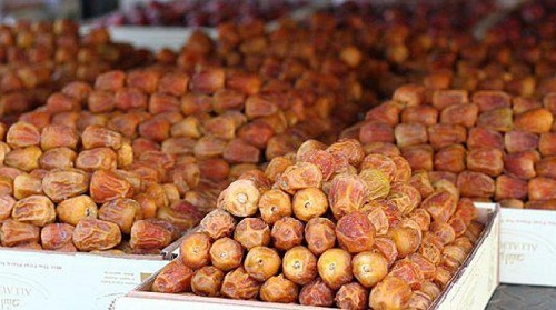 1.1 مليون طن من التمور تنتجها المملكة سنوياً من 28 مليون نخلة.. تمثل 15% من الإنتاج العالمي
