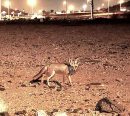 متحدث "الحياة الفطرية" يكشف عن سبب انتشار الثعالب بالقرب من الأحياء السكنية بمكة في الآونة الأخيرة