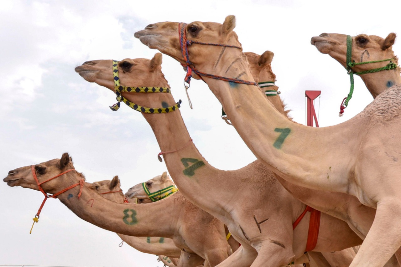 بتوجيه ودعم من سمو ولي العهـد.. "رماح" تحتضن ثالث سباقات الهجن