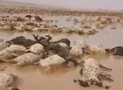شاهد.. نفوق المئات من الأغنام في عرعر بعدما أغرقتها مياه السيول