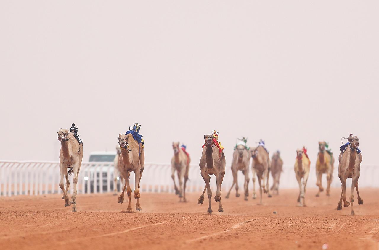 وزير الرياضة يتوج الفائزين في ختام منافسات سباق رماح للهجن