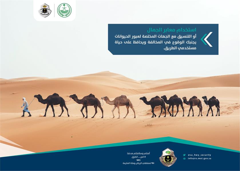 “أمن الطرق” لمالكي الإبل: المرور عبر معابر الجمال أو التنسيق مع الجهات المختصة