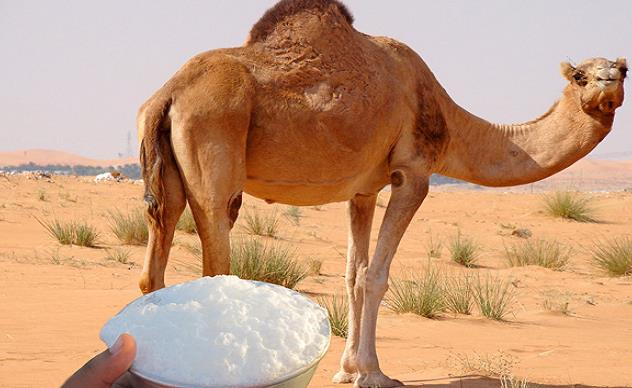 قد تصل إلى الإعاقة والوفاة.. “الغذاء والدواء” تحذر من أضرار شرب حليب الإبل الخام