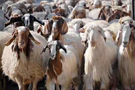 بأكثر من 123 مليون ريال.. "البيئة" تعلن صرف مبالغ الدورة الـ17 لدعم قطاع صغار مربي الماشية
