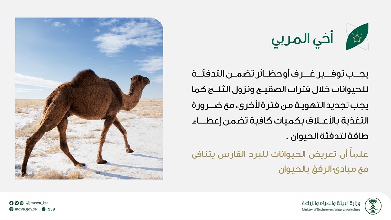 «البيئة» لمربي الإبل: وفروا حظائر لها خلال تساقط الثلوج