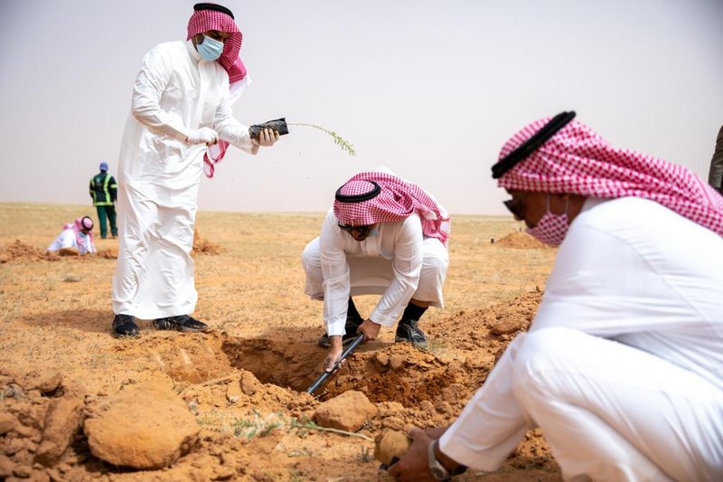 محمية الملك عبد العزيز الملكية تزرع 100 ألف شتلة ضمن المرحلة الأولى من مشروع تشجير المحمية
