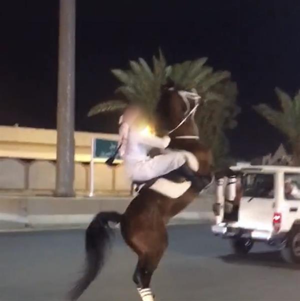 "المرور" يضبط عدداً من أصحاب المركبات والخيول قاموا بالتجمع وعمل مسيرة مخالفة بتبوك (صور)