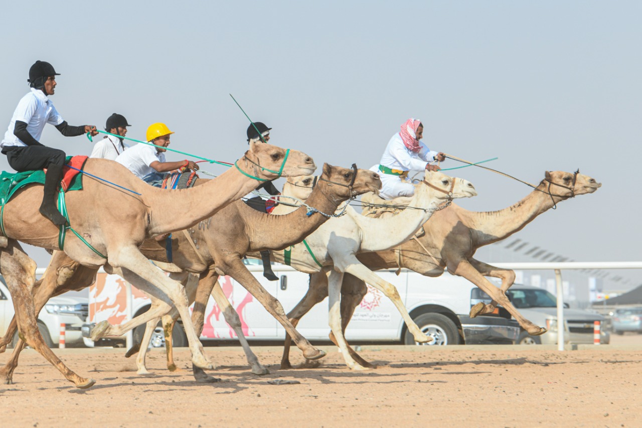 1,200 مليون في انتظار هجانة ماراثون المهرجان
