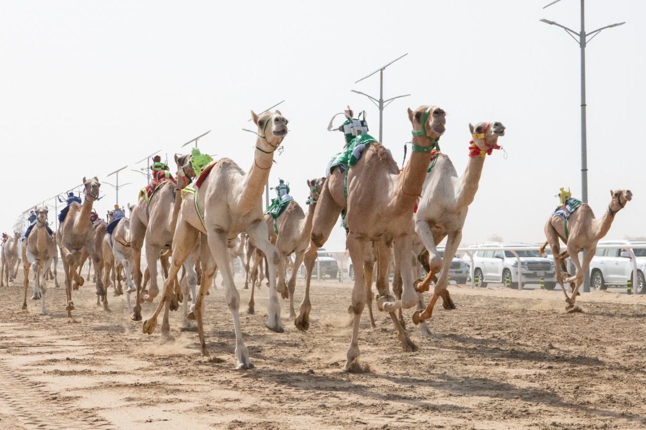 انطلاق مهرجان ولي العهد للهجن في نسخته الثالثة بالطائف
