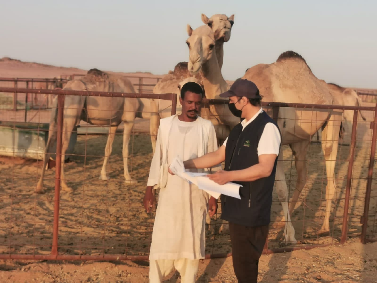 صحة حائل تواصل تنفيد حملتها التوعوية عن الحمى المالطية