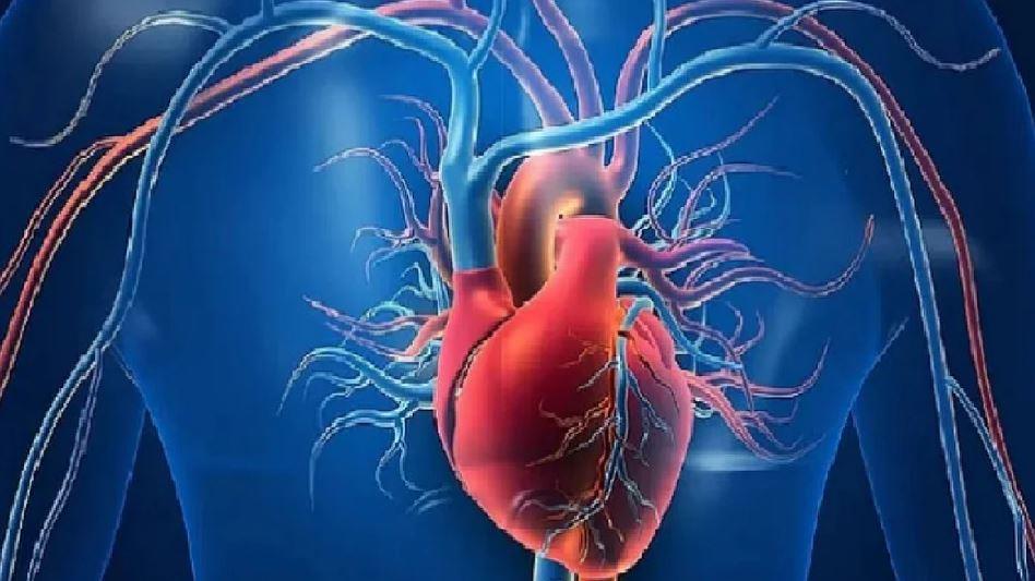 اكتشاف بروتين يساعد على تجديد خلايا عضلة القلب