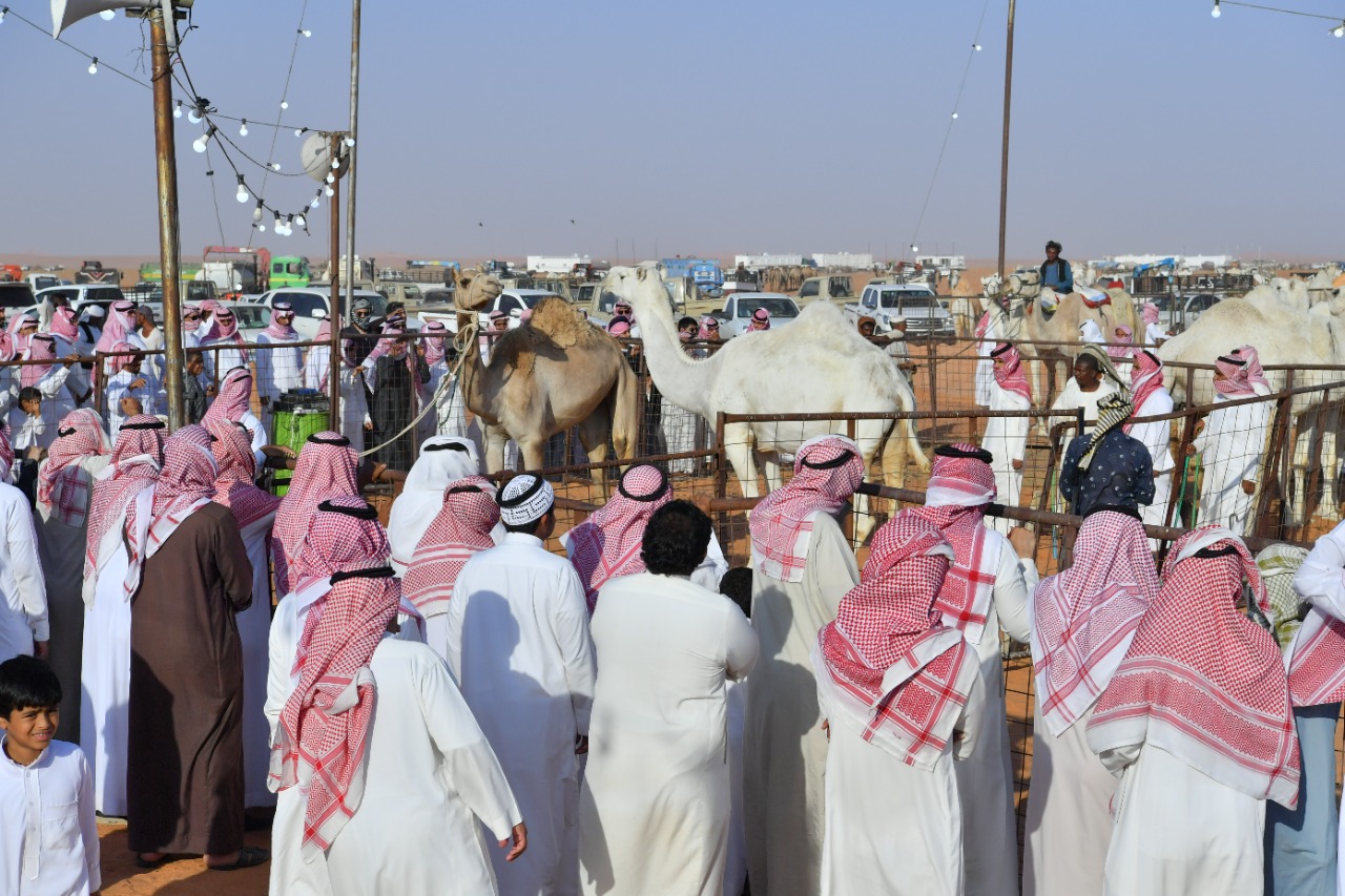 مهرجان هيئة تطوير محمية الإمام تركي لمزاد الإبل يسجل في يومه الأول مبيعات تجاوزت 200 ألف ريال