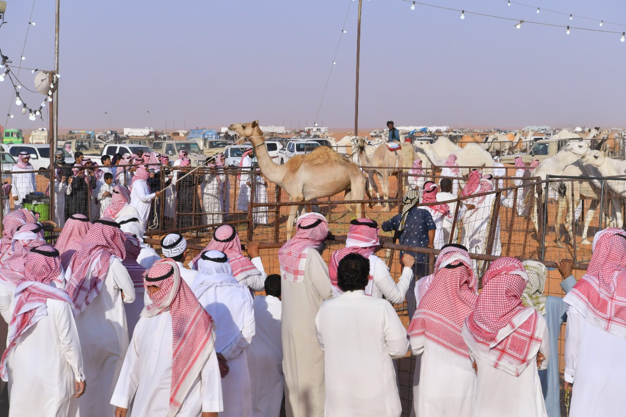 مبيعات اليوم الثاني لمزاد الإبل في تربة حائل تتجاوز النصف مليون ريال
