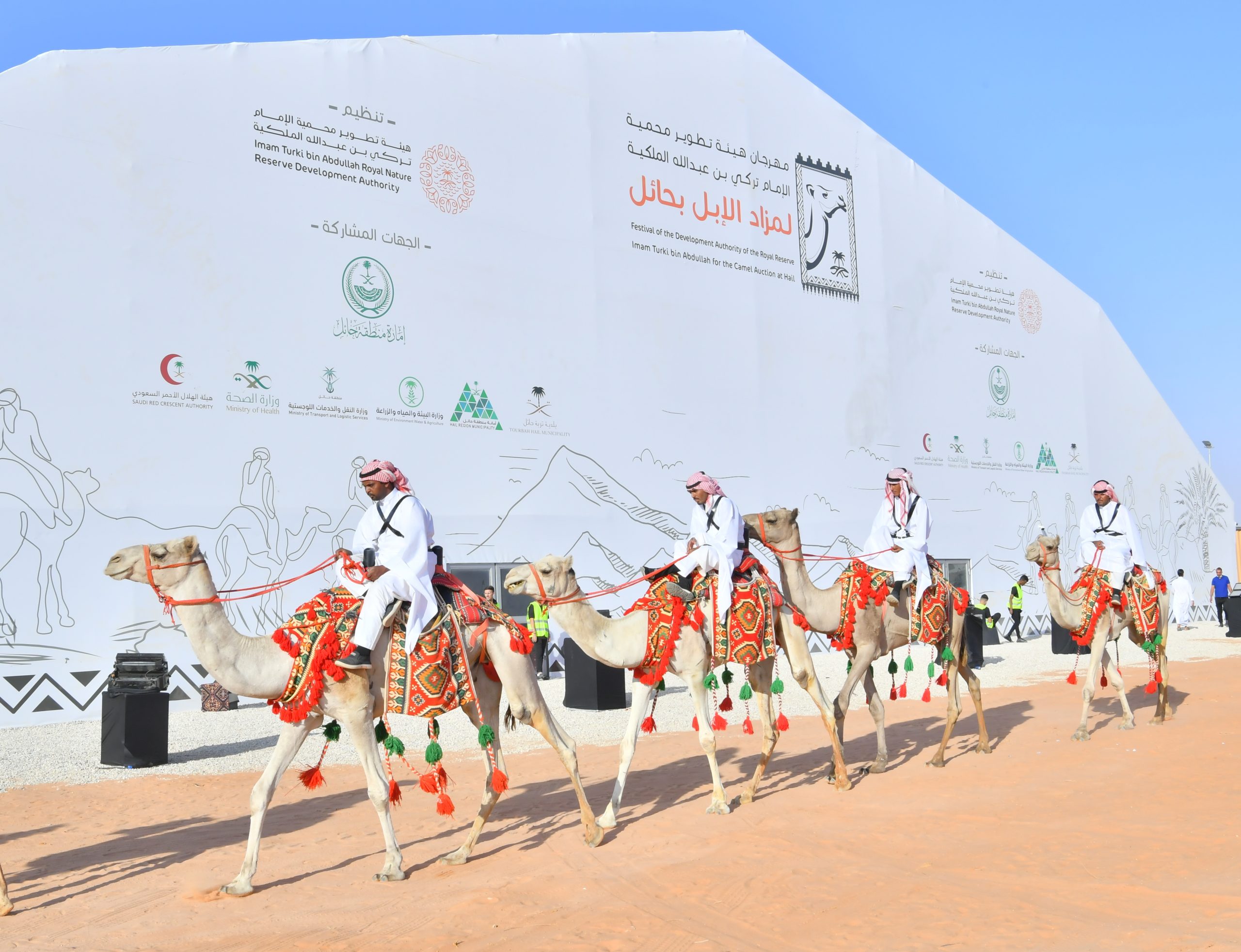 مسيرة " الرحول " تستهوي زوار مزاد الإبل في تربة حائل