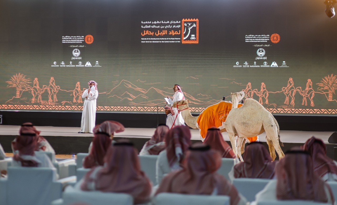 بحضور كبار الملاك والمنتجين.. انطلاق "مزاد النوادر"