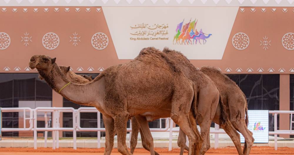 29 فردية بـ 200 مليون ريال في مهرجان الملك عبدالعزيز للإبل