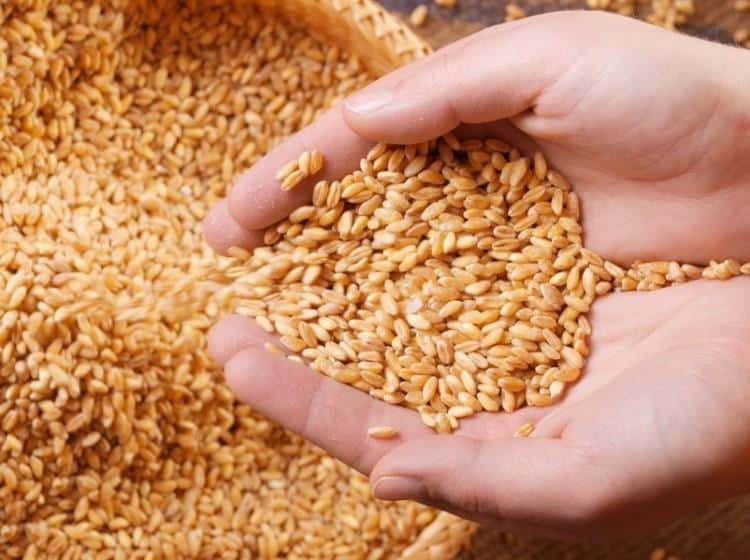 "الأمن الغذائي": طرح المناقصة الثانية لاستيراد 480 ألف طن قمح