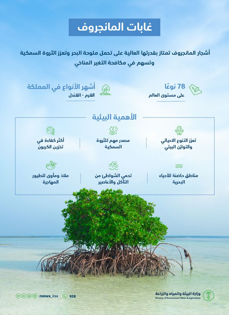 "البيئة": غابات أشجار المانجروف من أكثر النظم البيئية كفاءة في تخزين الكربون