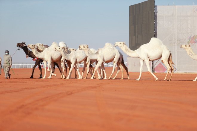 "البيئة": الأنظمة لا تسمح بتداول بيع أو شراء أو نقل ملكية الإبل غير المرقمة